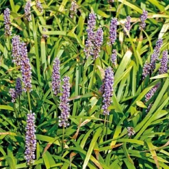 Liriope muscari bleu - Le pot de 9 x 9 cm