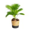 Livingstonia avec son cache pot en céramique H 60 x Ø 17 cm