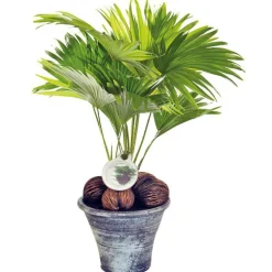 Livistonia + Cp