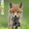 Livre gommettes "Les bébés animaux" aux Éditions Milan collection Mes docs à coller