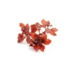 Ludwigia glandulosa