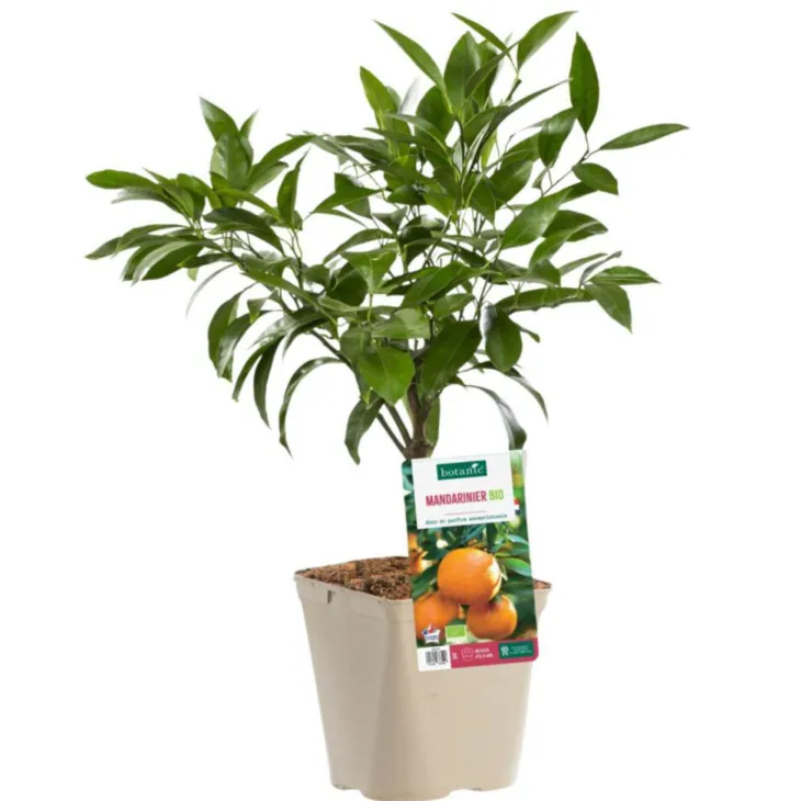 Mandarinier Bio. Le pot de 3 litres