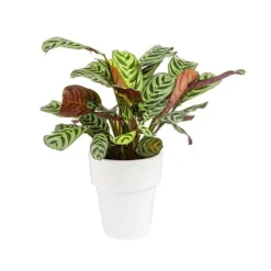 Maranta Amabilis pot Ø15xH35 cm