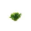 Massif de sprengeri vert en plastique 12 cm