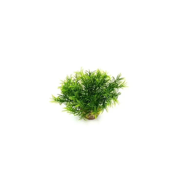 Massif de sprengeri vert en plastique 12 cm