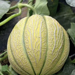 Melon Jenga Bio. Le pot de 10,5 cm