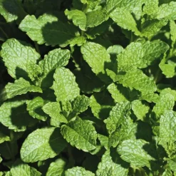 Menthe Verte Bio. Le pot de 9x9 cm