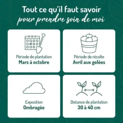 Menthe Verte Bio. Le pot de 1 litre