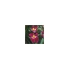 Miltonia 2 Branches botanic® Pot Ø12 cm