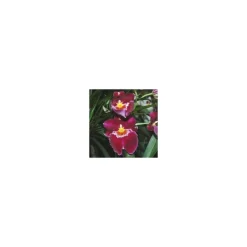 Miltonia 2 Branches botanic® Pot Ø12 cm