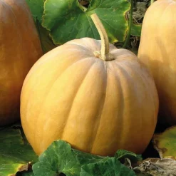 Mini Courge Muscade De Provence Carat Bio. Le pot de 9x9 cm