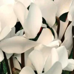 Mini cyclamen blanc - Le pot de diamètre 10,5 cm