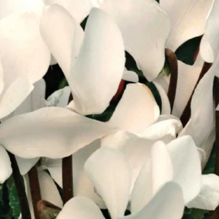 Mini cyclamen blanc - Le pot de diamètre 10,5 cm
