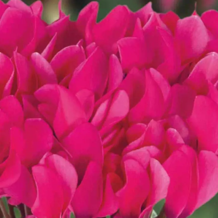 Mini cyclamen fuchsia vif - Le pot de diamètre 10,5 cm