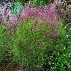 Miscanthus sinensis Morning Light vert botanic®. Le pot de 2 litres