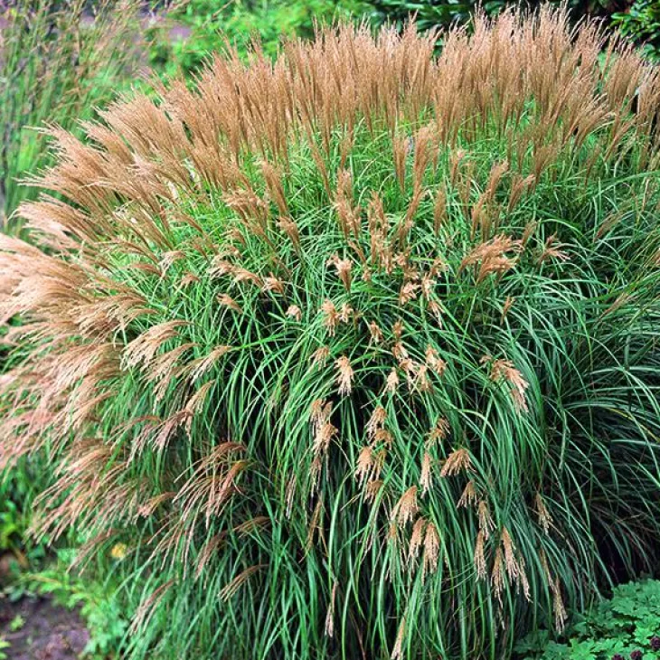 Miscanthus sinensis Yaku Jima vert botanic®. Le pot de 7,5 litres