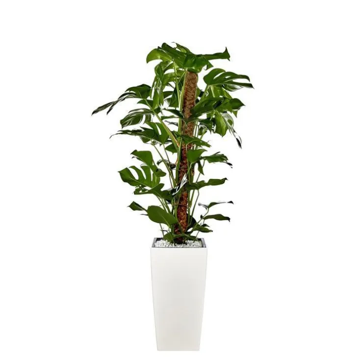 Monstera et son pot Cubico premium Ø 30 blanc