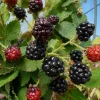 Mure Little Black Prince Bio. Le pot de 2 litres