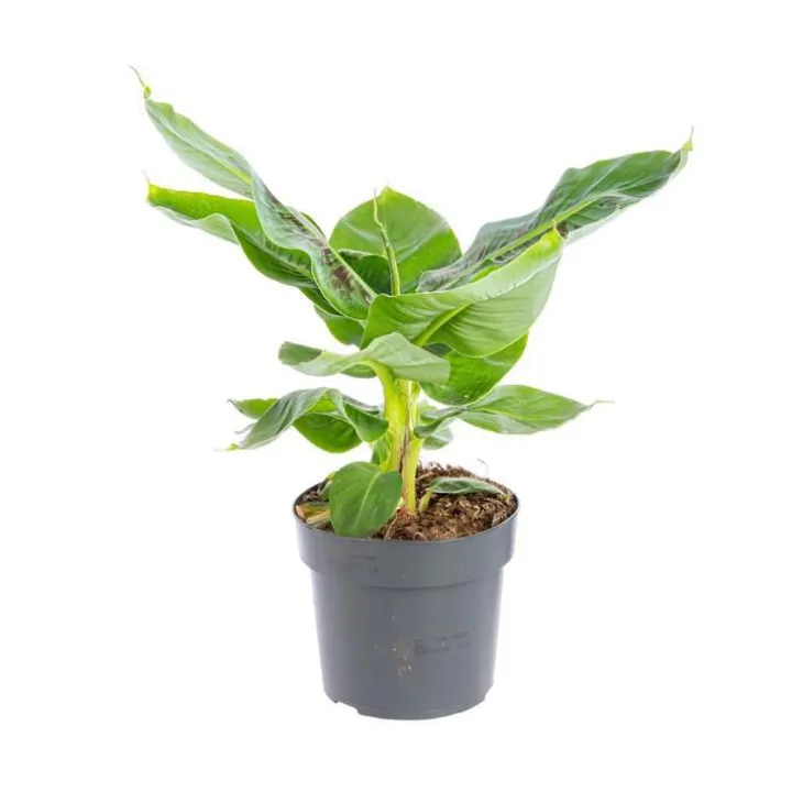 Musa Bananier pot Ø17xH55/75 cm