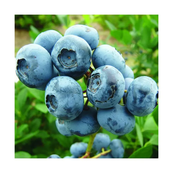 Myrtille Elisabeth Bio. Le pot de 2 litres