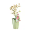 Myrtille Pink Lemonade® Bio. Le pot de 2 litres