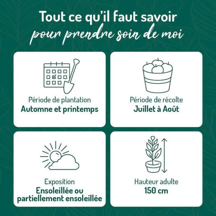 Myrtille Pink Lemonade® Bio. Le pot de 2 litres