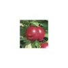 Nectarinier Nectared 6 ®. En racine nue, forme 1/2 tige