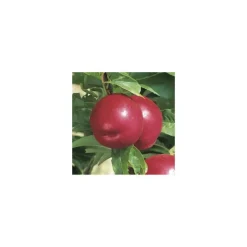 Nectarinier Nectared 6 ®. En racine nue, forme 1/2 tige