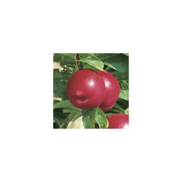 Nectarinier Nectared 6 ®. En racine nue, forme 1/2 tige