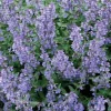 Nepeta Herbe A Chat - Le pot de 9 x 9 cm