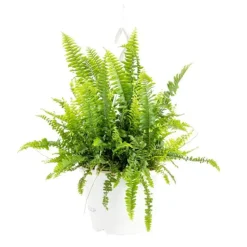 Nephrolepis suspension Ø21x40 cm