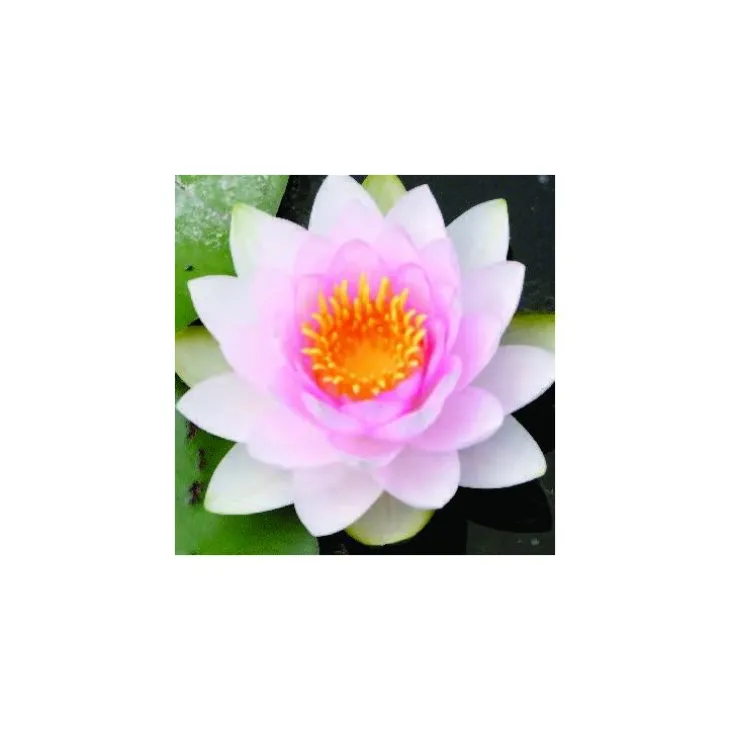 Nénuphar 'Hollandia'