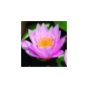 Nénuphar 3L rose