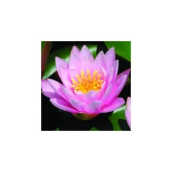 Nénuphar 3L rose