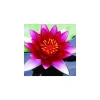 Nénuphar 3L rouge