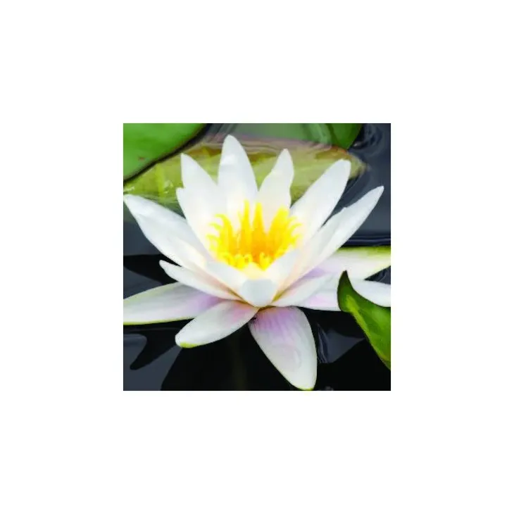 Nénuphar 'Marliacea Albida'