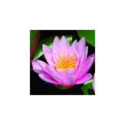 Nénuphar 'Rose Nymphe'