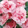 Oeillet Mignardise Rose A Oeil Pourpre - Le pot de 9 x 9 cm