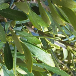 Olea ou Olivier Micro tige 17 cm