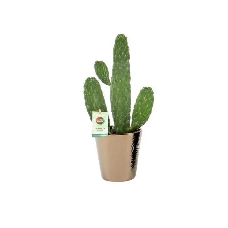 Opuntia Rubescens Consolea 45 cm et son cache pot Ø 12 cm