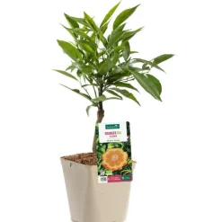Oranger Bizzaria Bio. Le pot de 3 litres