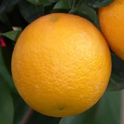 Oranger. Le pot de 6 litres