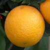 Oranger. Le pot de 2 litres