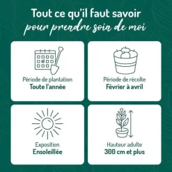 Oranger Navel Bio. Le pot de 3 litres