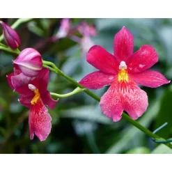 Orchidée Cambria nelly isler