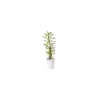 Orchidée Dendrobium blanche 50 cm. Le pot de 12 cm