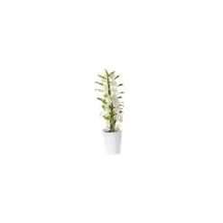 Orchidée Dendrobium blanche 50 cm. Le pot de 12 cm