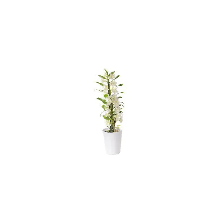 Orchidée Dendrobium blanche 50 cm. Le pot de 12 cm
