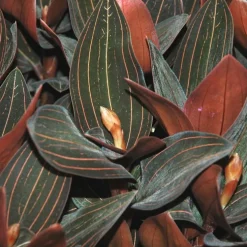 Orchidée Ludisia