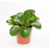 Orchidée Peperomia obtusifolia